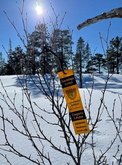 Dagens løype på Skaunakjølen 2022